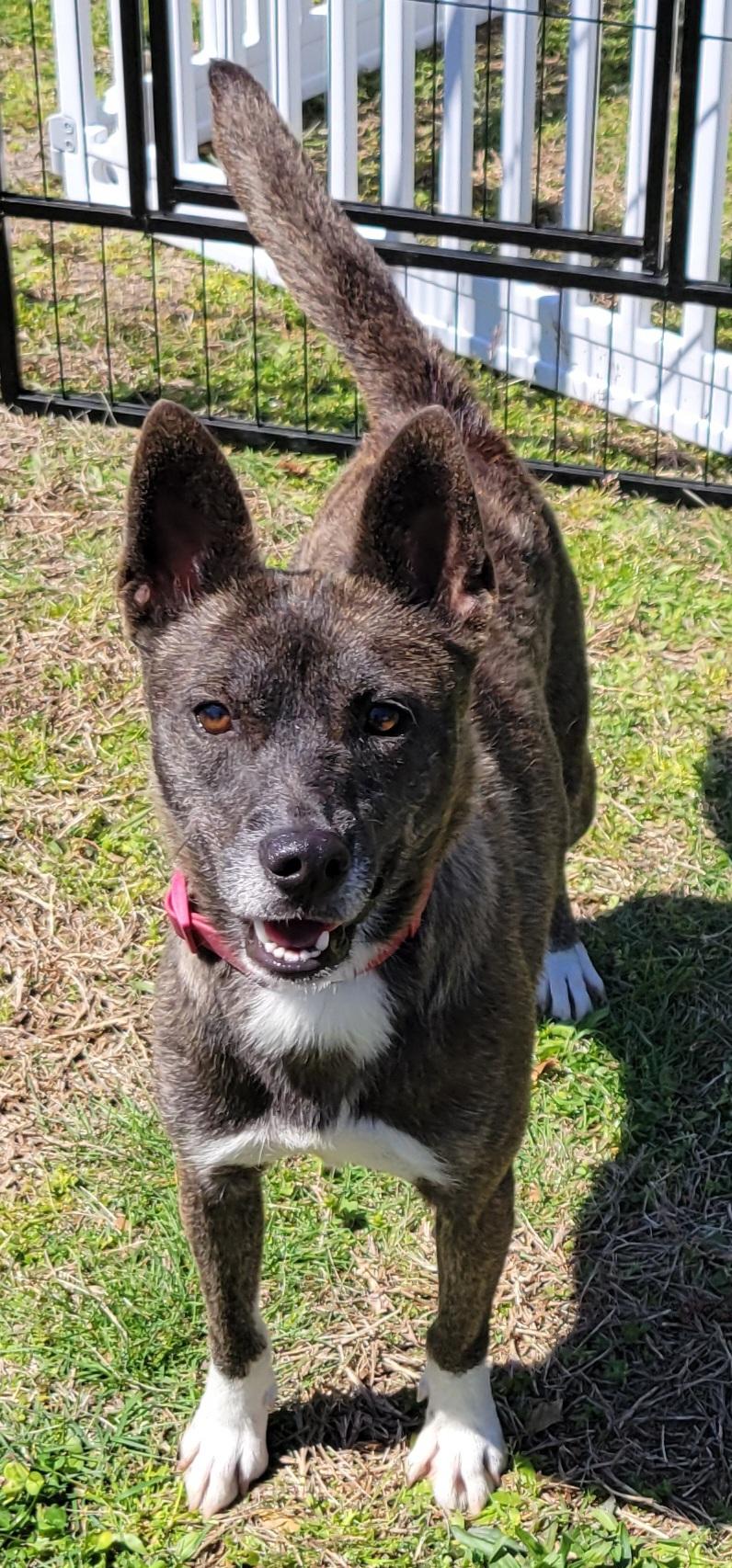 Enlarge Penny, a Adoptable mixed breed in Elwood, NJ image 2/6