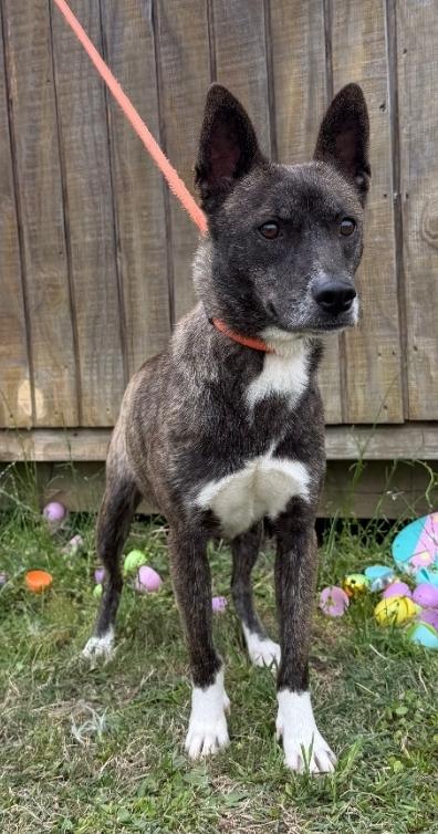 Enlarge Penny, a Adoptable mixed breed in Elwood, NJ image 3/6