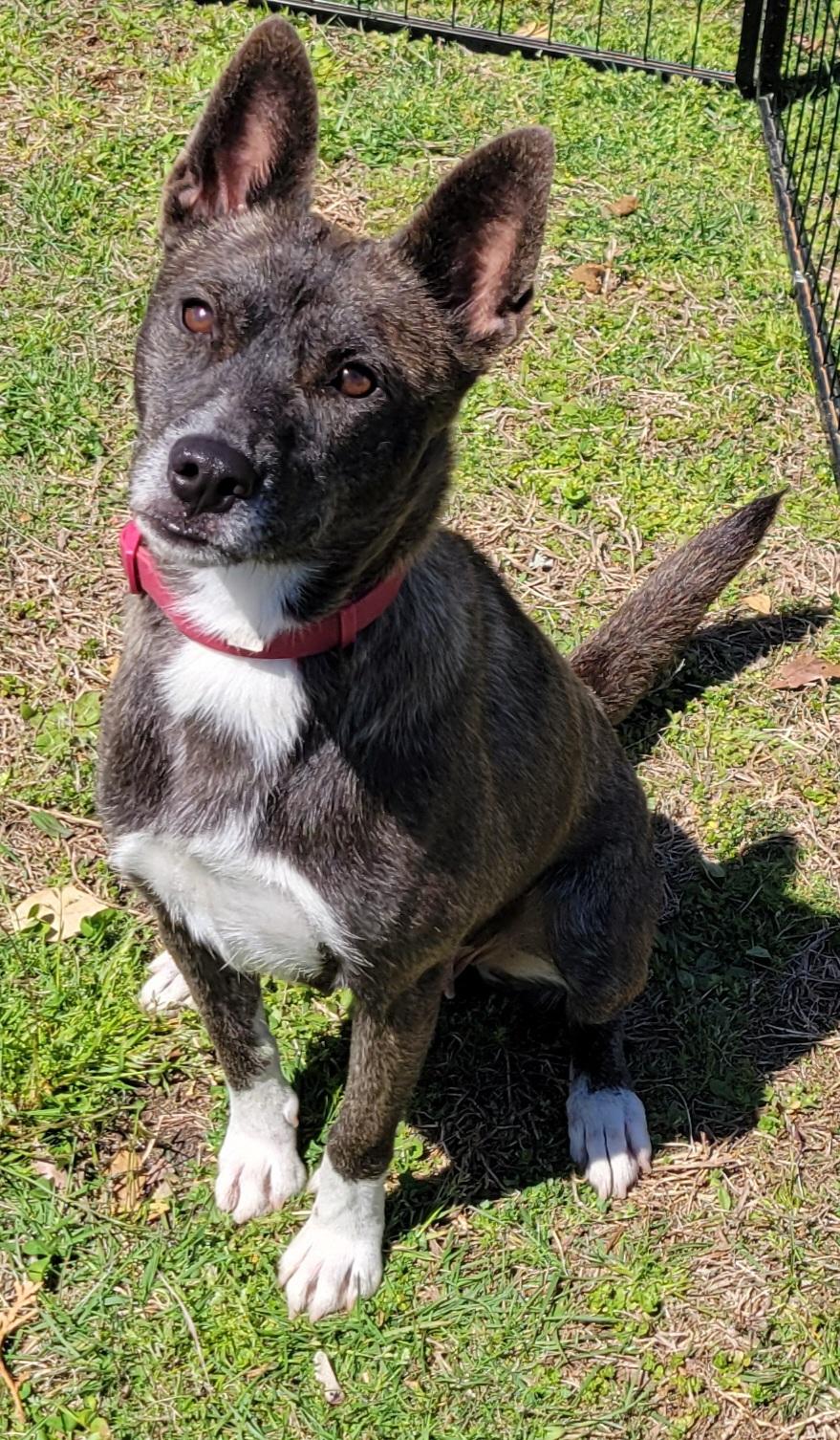 Enlarge Penny, a Adoptable mixed breed in Elwood, NJ image 1/6