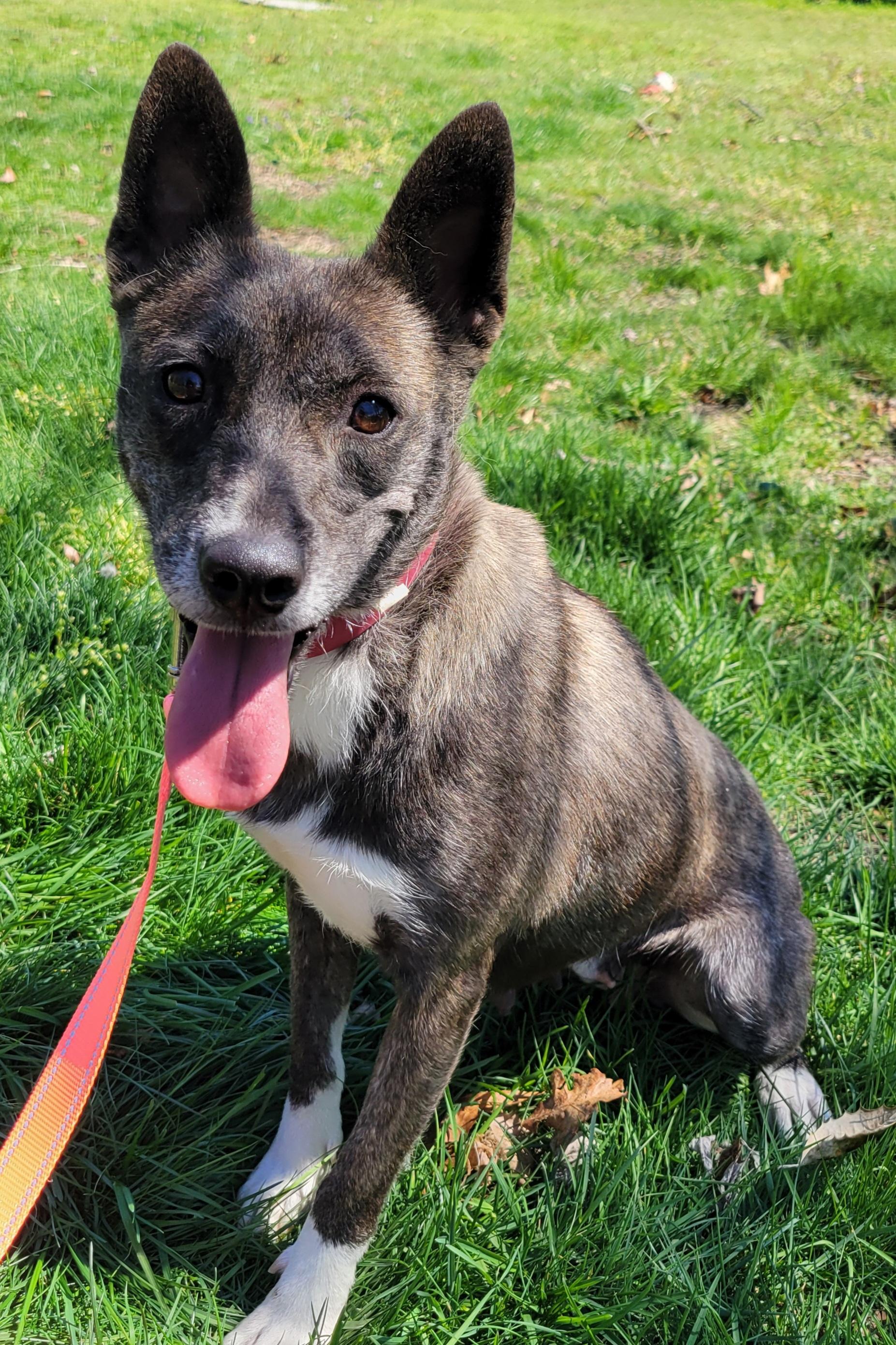 Enlarge Penny, a Adoptable mixed breed in Elwood, NJ image 5/6