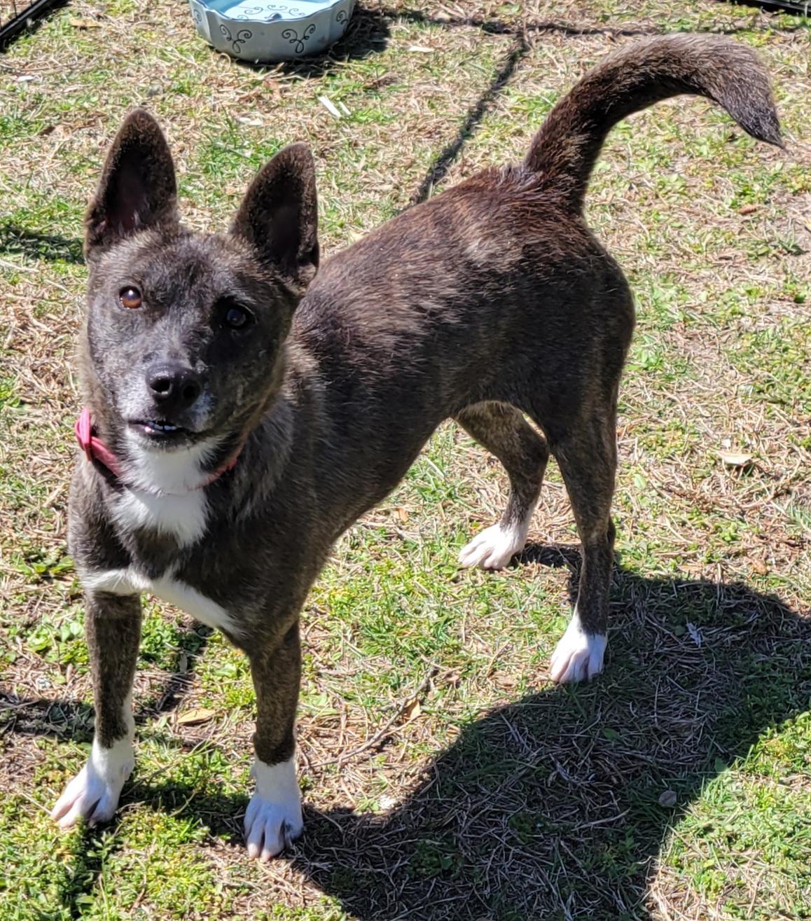 Enlarge Penny, a Adoptable mixed breed in Elwood, NJ image 4/6