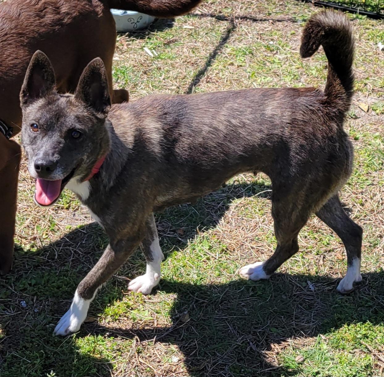 Enlarge Penny, a Adoptable mixed breed in Elwood, NJ image 6/6