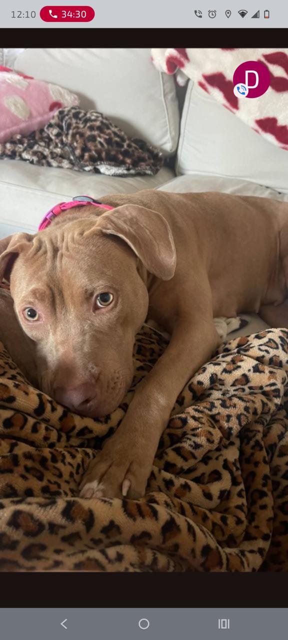 Zoey, ADOPTABLE, Adult Female American Bulldog.