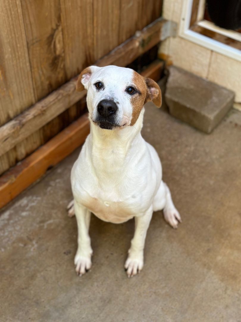 Mercedes, Adoptable, Young Male Staffordshire Bull Terrier.