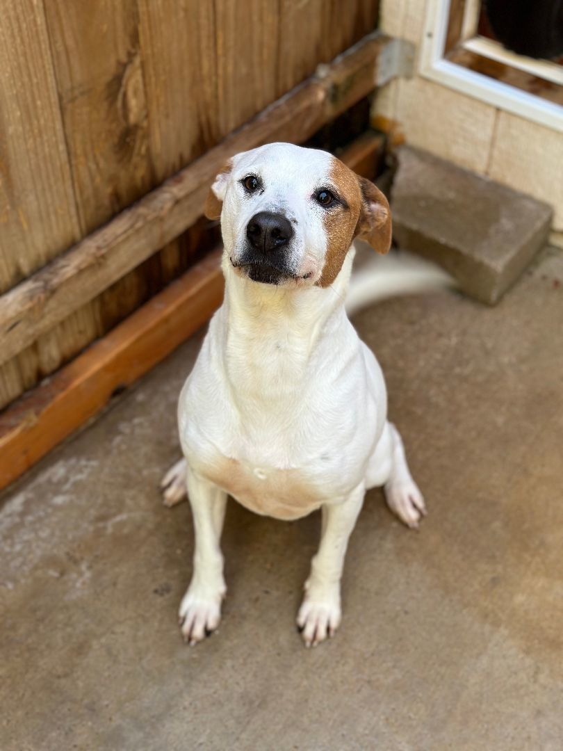 Enlarge Mercedes, a Adoptable mixed breed in Denison, TX image 2/2