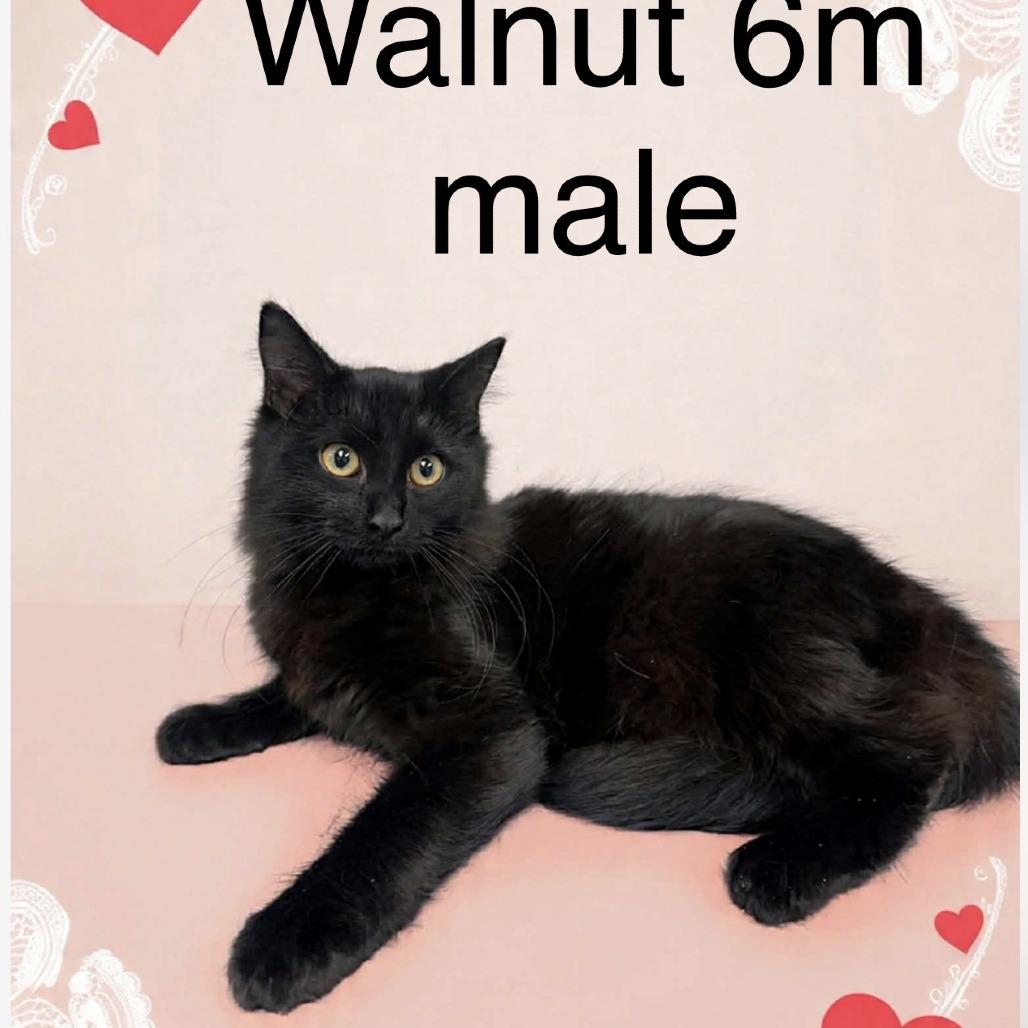 Walnut, Adoptable, Young Male Domestic Short Hair.