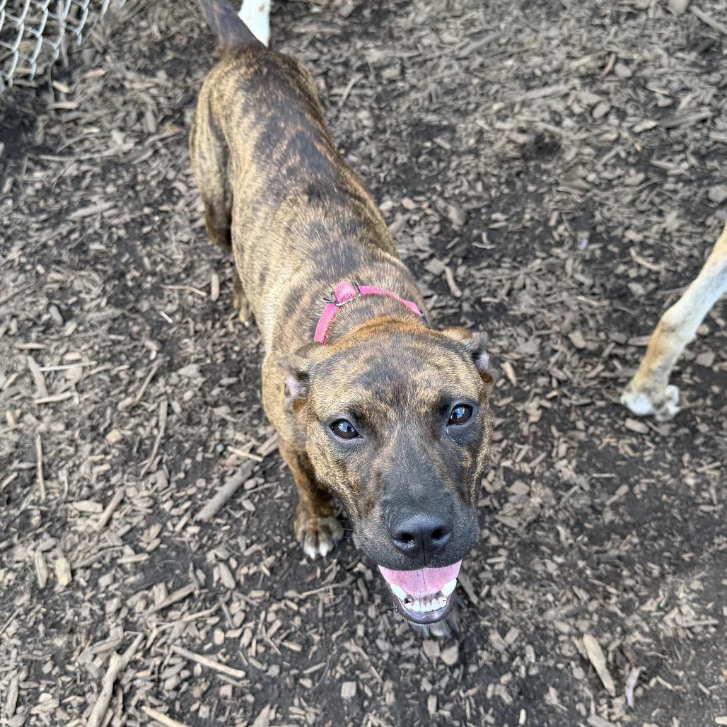 Gogo pup, Adoptable, Young Female Terrier & Mixed Breed.