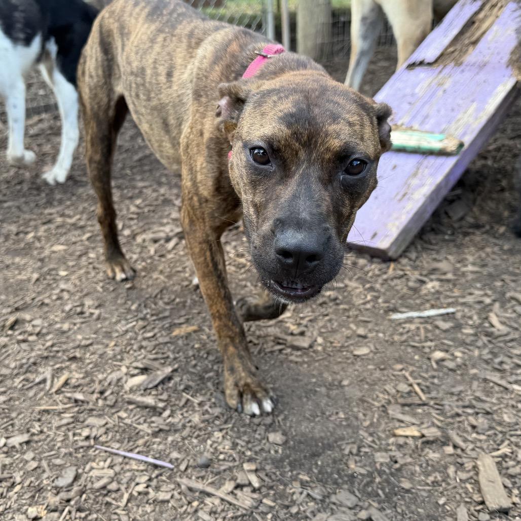 Enlarge Gogo pup, a Adoptable mixed breed in Peachtree City, GA image 2/3