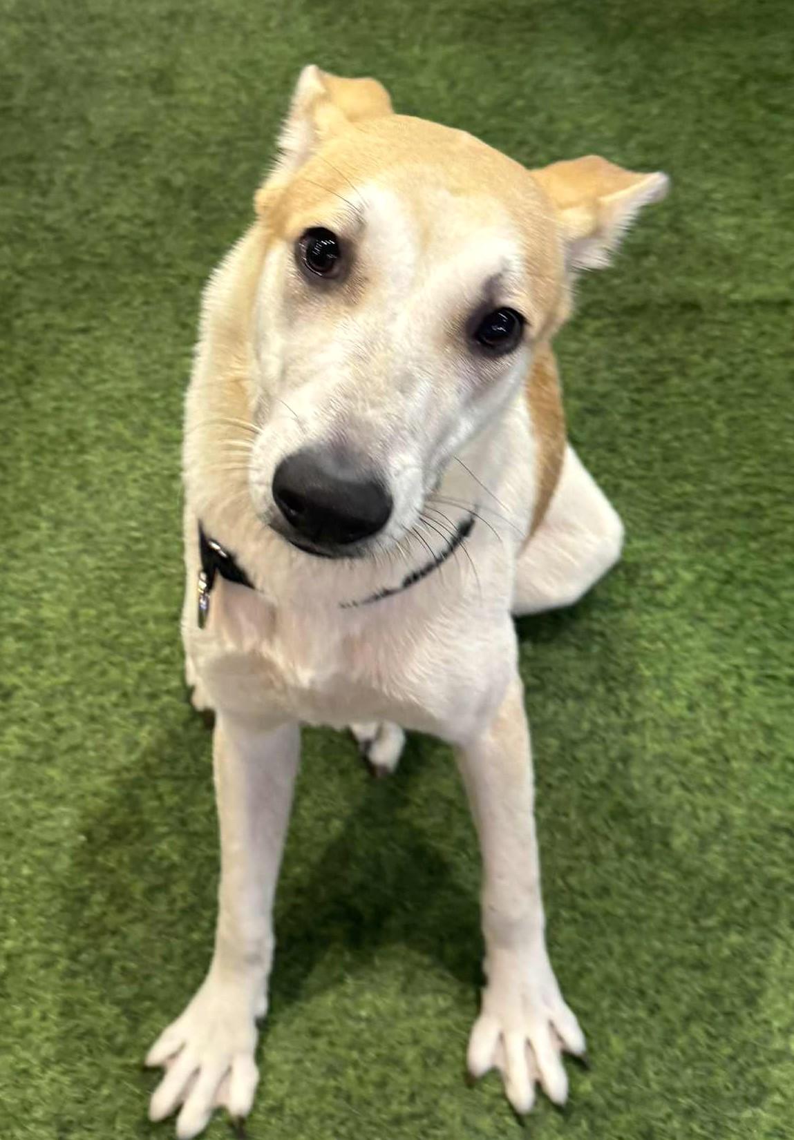 Frosty-Available 11/22! www.lhar.dog to apply!, an adoptable Hound, Saluki in Frederick, MD, 21703 | Photo Image 2