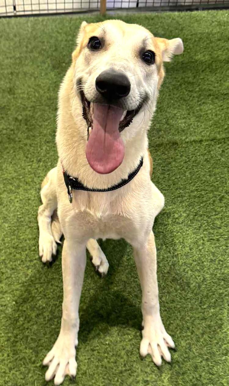 Frosty-Available 11/22! www.lhar.dog to apply!, an adoptable Hound, Saluki in Frederick, MD, 21703 | Photo Image 5