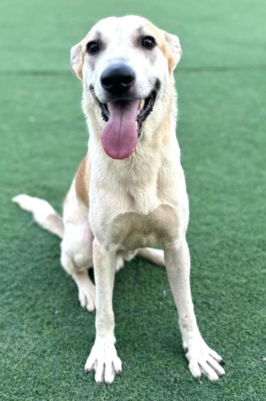Frosty-Available 11/22! www.lhar.dog to apply!, an adoptable Hound, Saluki in Frederick, MD, 21703 | Photo Image 4