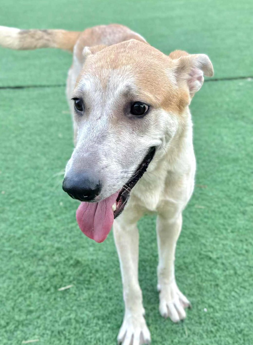 Frosty-Available 11/22! www.lhar.dog to apply!, an adoptable Hound, Saluki in Frederick, MD, 21703 | Photo Image 3