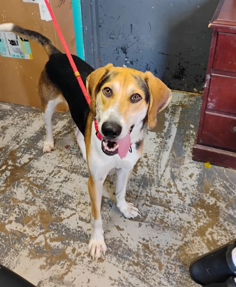 Hickory #205, Adoptable, Adult Male Treeing Walker Coonhound.