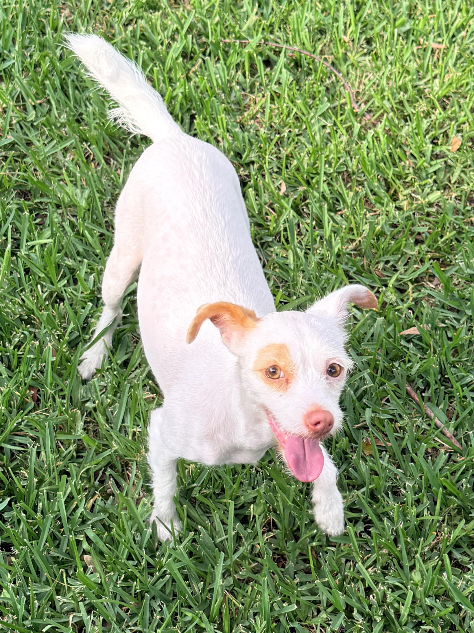 Enlarge Matilda - Queen of the Zoomies, a Adoptable mixed breed in Jerome, ID image 4/6