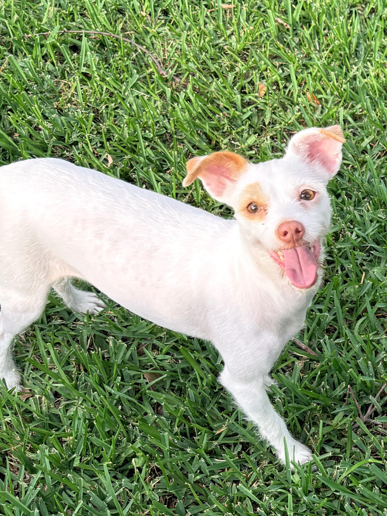 Enlarge Matilda - Queen of the Zoomies, a Adoptable mixed breed in Jerome, ID image 2/6
