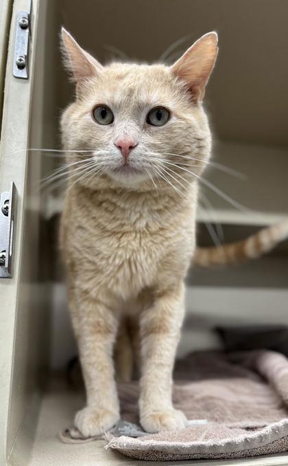 Ron, Adoptable, Adult Male Domestic Short Hair & Domestic Short Hair.