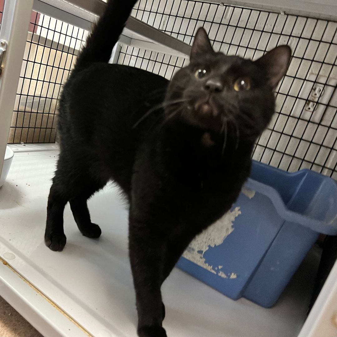 Frank, an adoptable Domestic Short Hair in Muscatine, IA_image-1