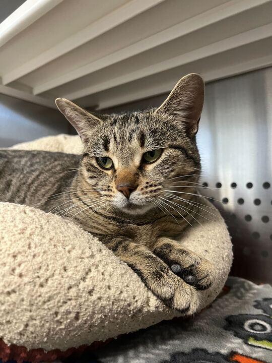 Vanessa, ADOPTABLE, Adult Female Tabby.