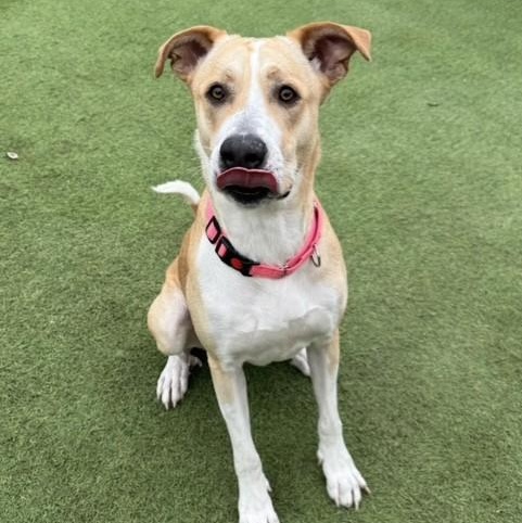 Blondie, Young Female Carolina Dog