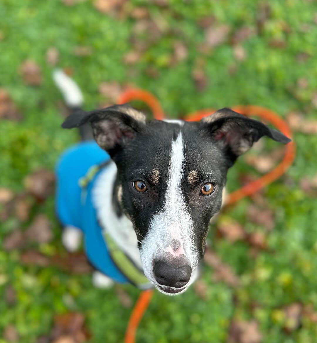 Cece, a ADOPTABLE mixed breed in Hood River, OR image 1/5