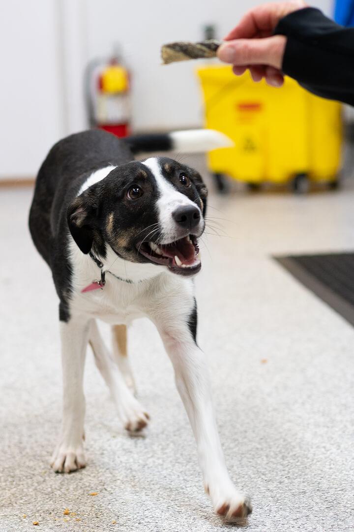 Cece, a ADOPTABLE mixed breed in Hood River, OR image 2/5