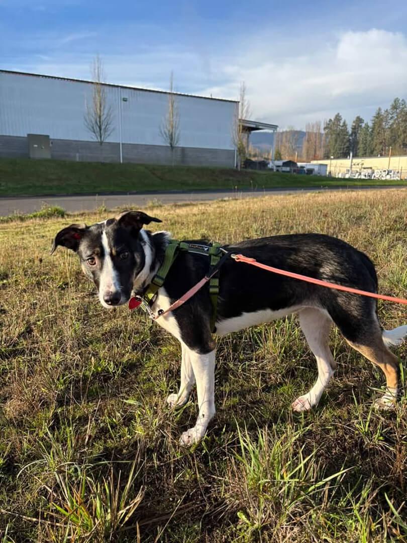 Cece, a ADOPTABLE mixed breed in Hood River, OR image 3/5