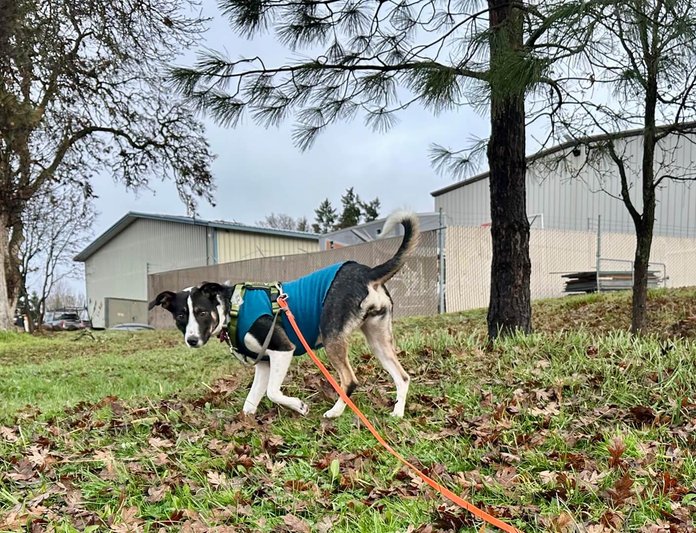 Cece, a ADOPTABLE mixed breed in Hood River, OR image 4/5