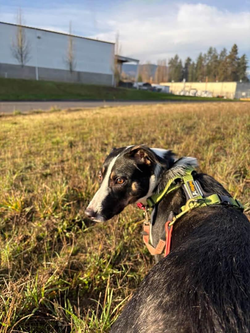 Cece, a ADOPTABLE mixed breed in Hood River, OR image 5/5