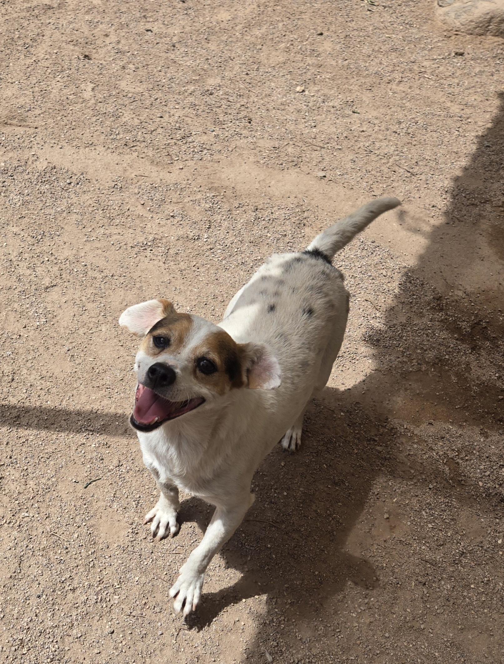 Toby, a Adoptable mixed breed image 2/7