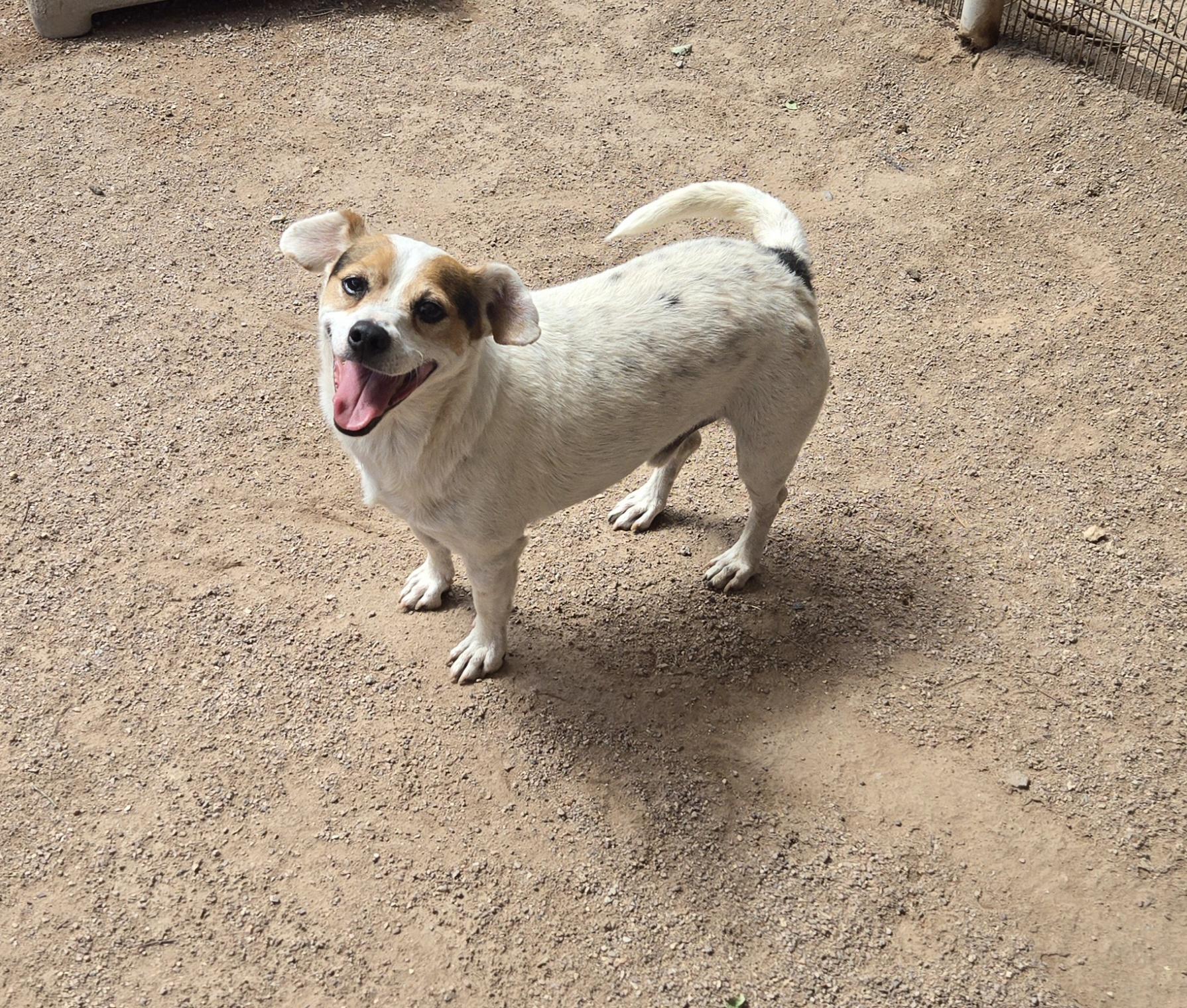 Toby, a Adoptable mixed breed image 3/7