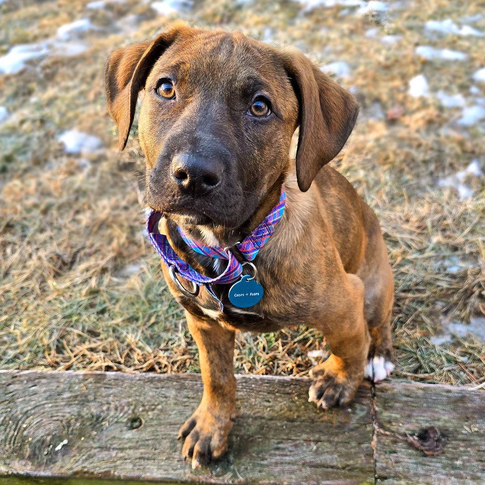 Enlarge Ashley, a Adopted mixed breed in Westminster, MA image 1/3