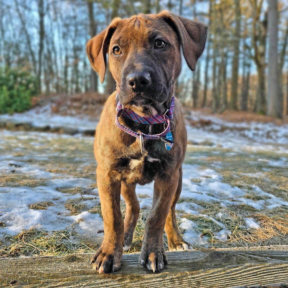 Enlarge Ashley, a Adopted mixed breed in Westminster, MA image 2/3