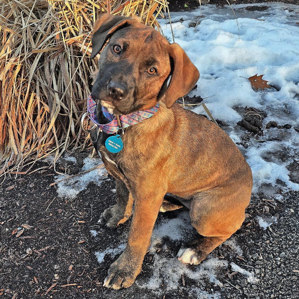 Enlarge Ashley, a Adopted mixed breed in Westminster, MA image 3/3