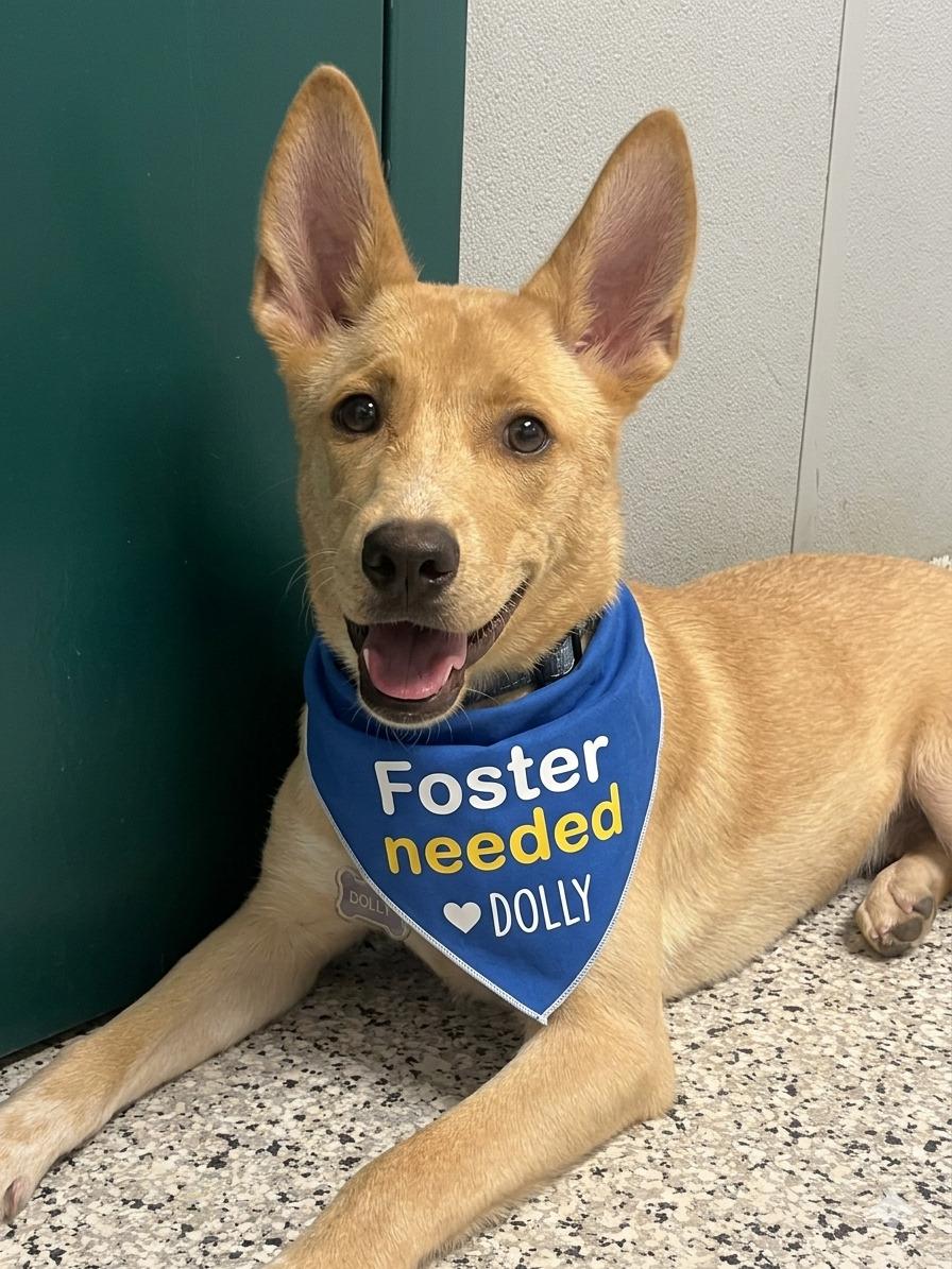 Dolly - Urgent Foster Needed!, a ADOPTABLE mixed breed in Willington, CT image 5/6