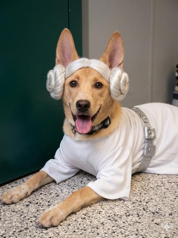 Dolly - Urgent Foster Needed!, a ADOPTABLE mixed breed in Willington, CT image 2/6