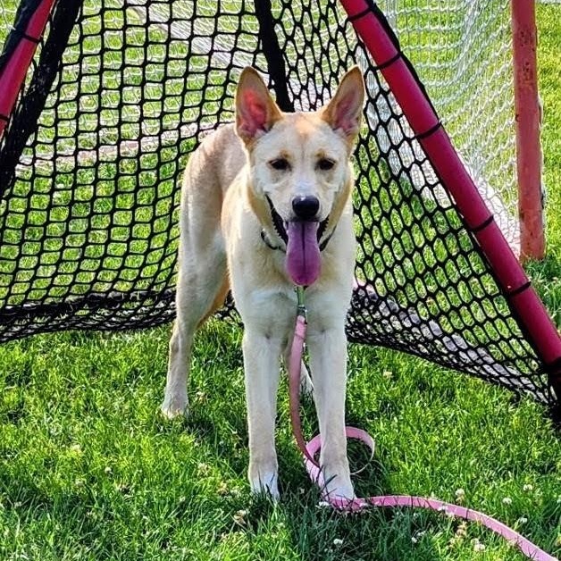 Enlarge Dolly - In Mass., a ADOPTABLE mixed breed in Willington, CT image 2/6