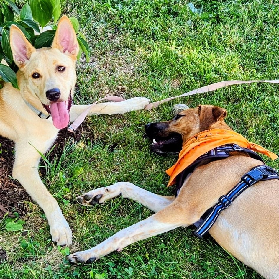 Dolly - In Mass., a ADOPTABLE mixed breed in Willington, CT image 4/6