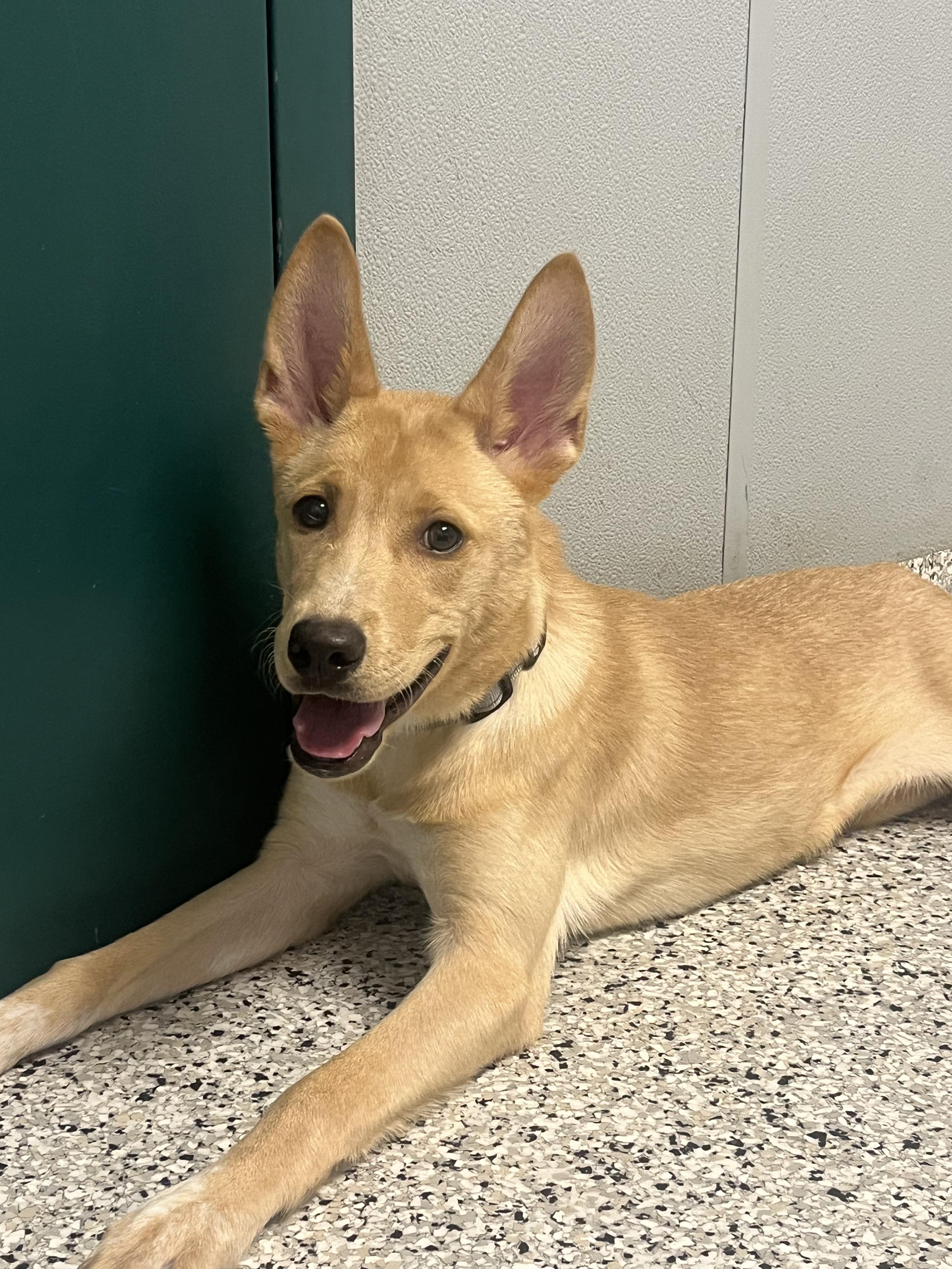 Enlarge Dolly - Urgent Foster Needed!, a ADOPTABLE mixed breed in Willington, CT image 1/6