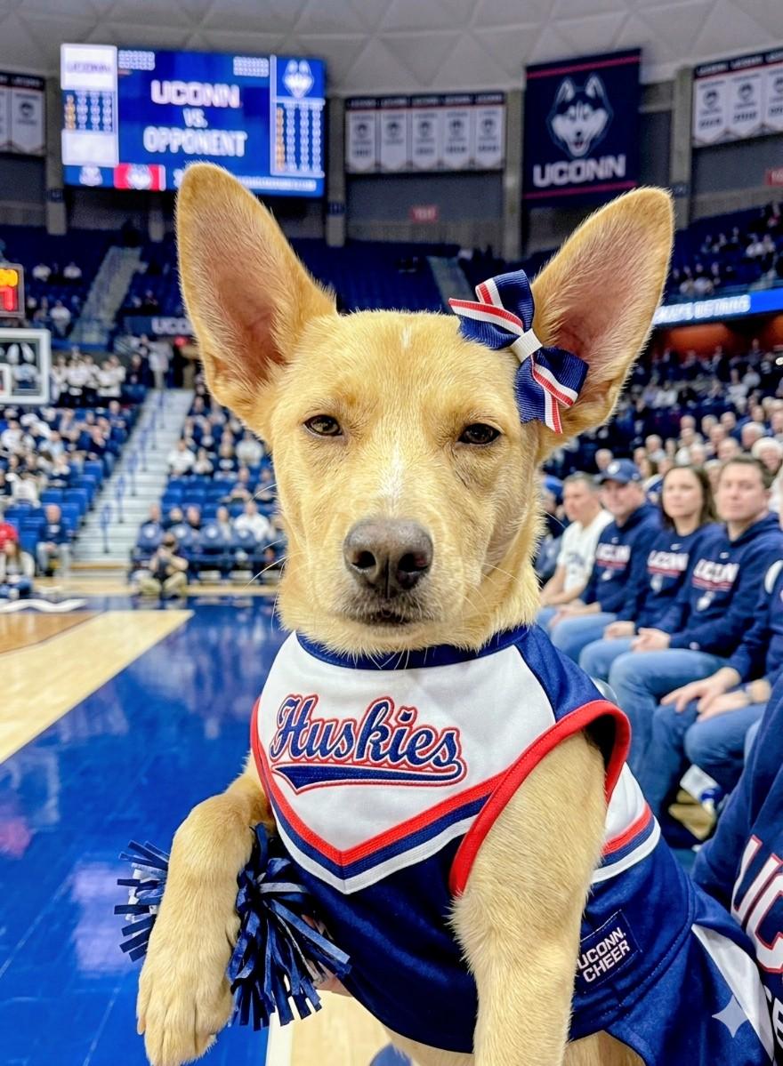 Dolly, ADOPTABLE, Puppy Female Labrador Retriever.