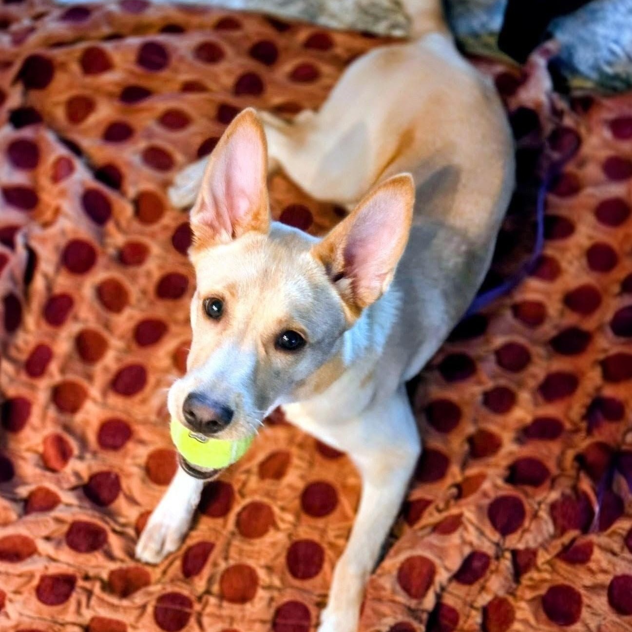 Enlarge Dolly - In Mass., a ADOPTABLE mixed breed in Willington, CT image 3/6