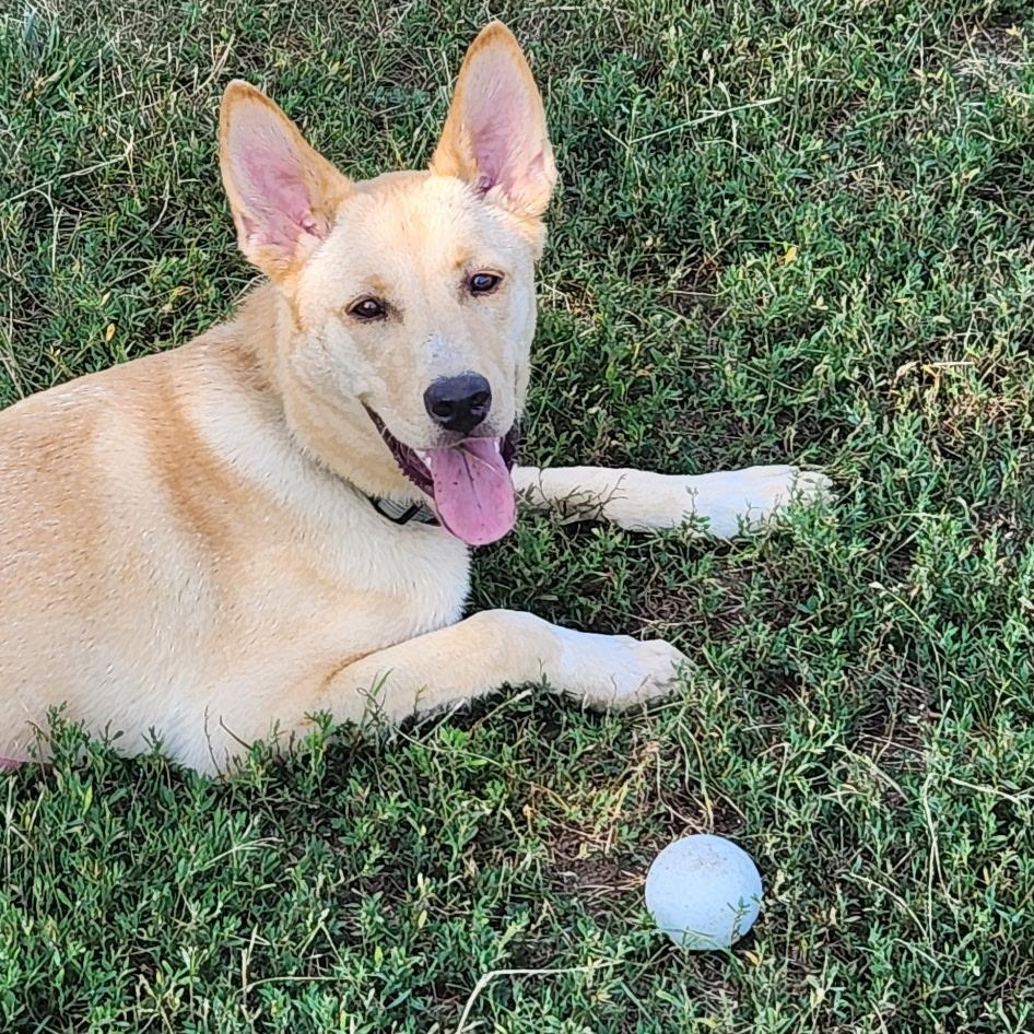 Enlarge Dolly - In Mass., a ADOPTABLE mixed breed in Willington, CT image 1/6