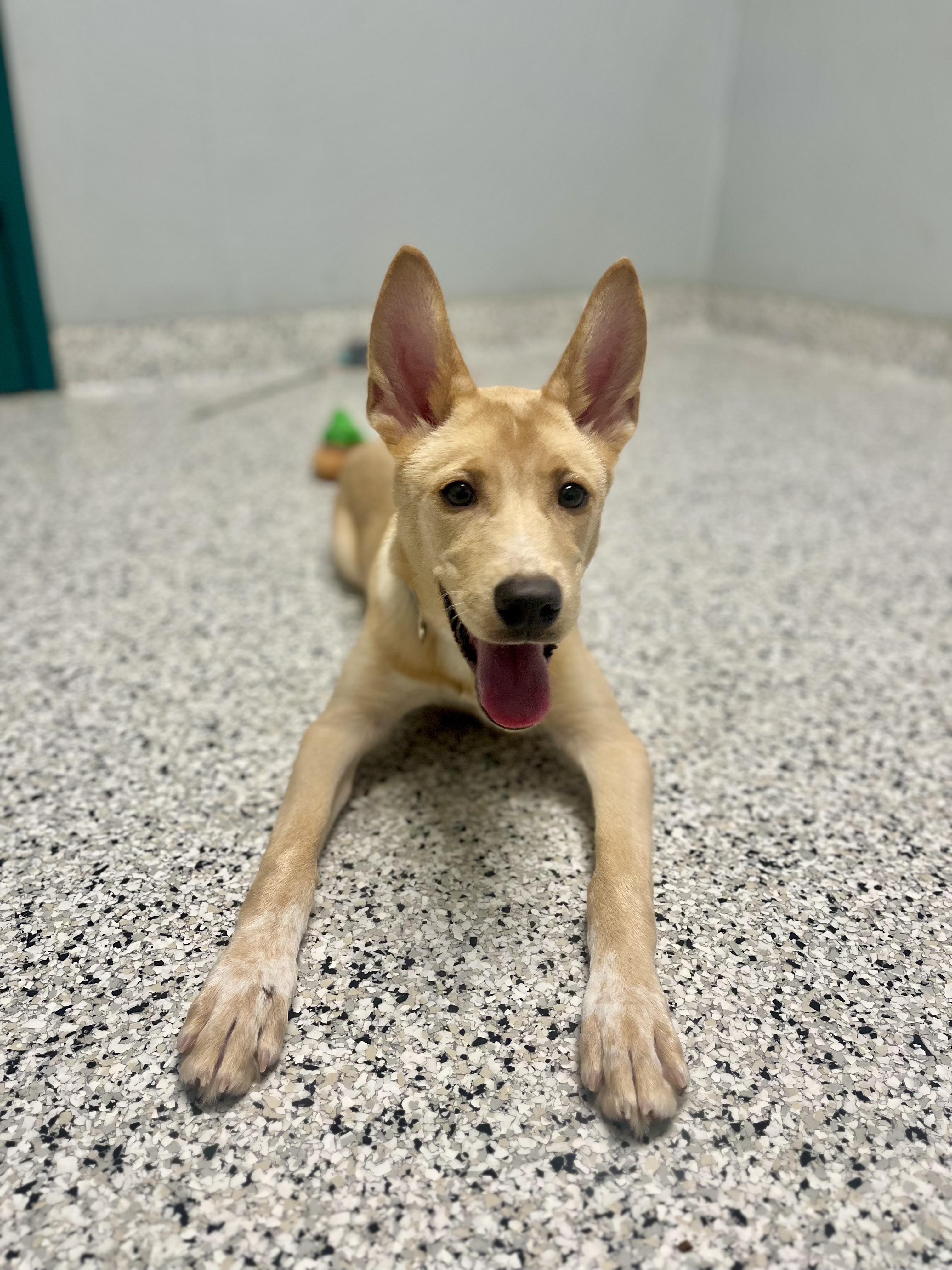 Enlarge Dolly - Urgent Foster Needed!, a ADOPTABLE mixed breed in Willington, CT image 4/6