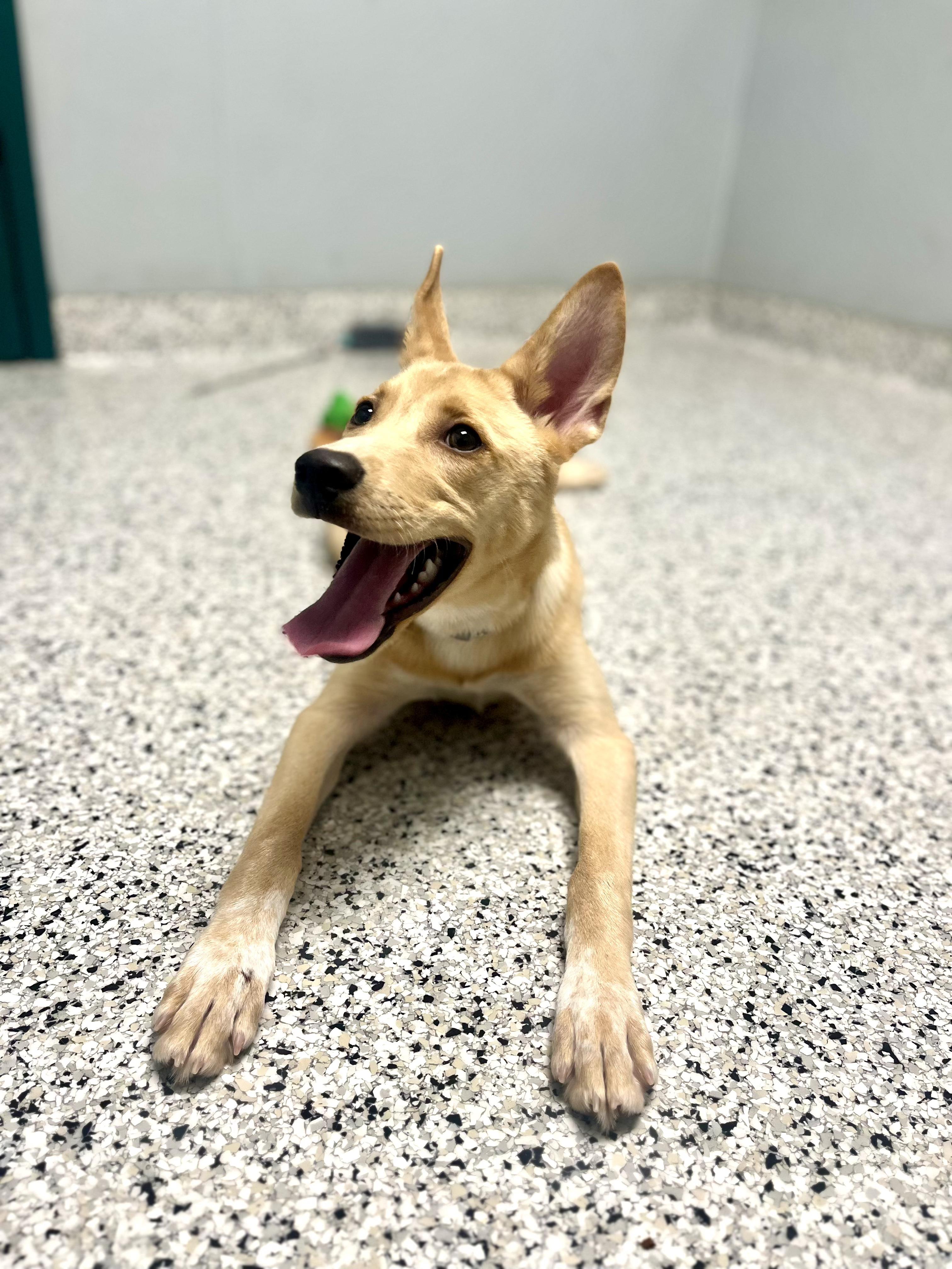 Enlarge Dolly - Urgent Foster Needed!, a ADOPTABLE mixed breed in Willington, CT image 2/6