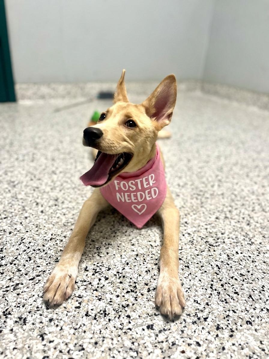 Dolly - Urgent Foster Needed!, a ADOPTABLE mixed breed in Willington, CT image 3/6