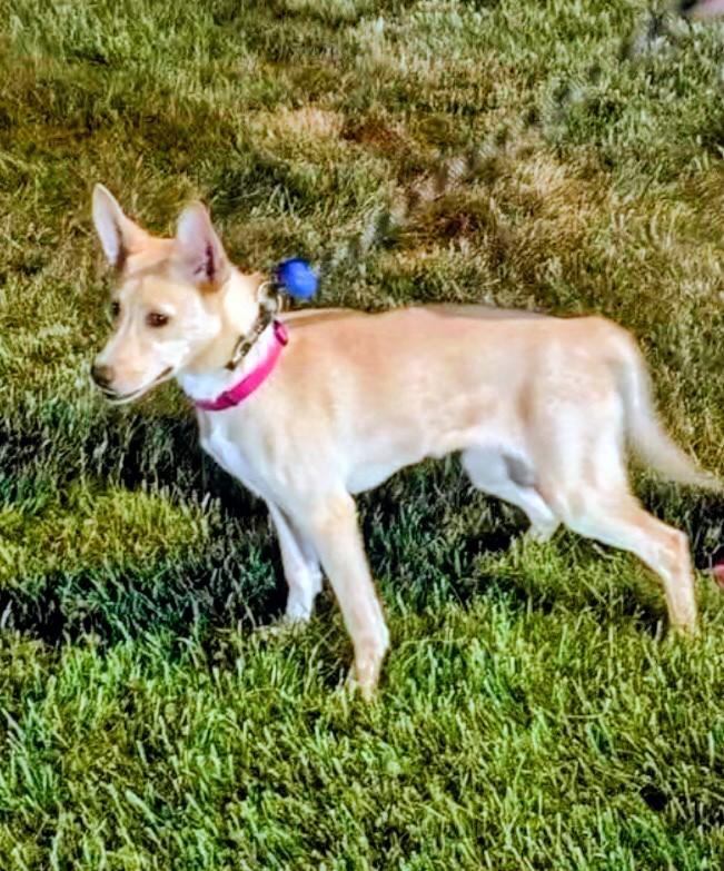 Enlarge Dolly - Urgent Foster Needed!, a ADOPTABLE mixed breed in Willington, CT image 3/6