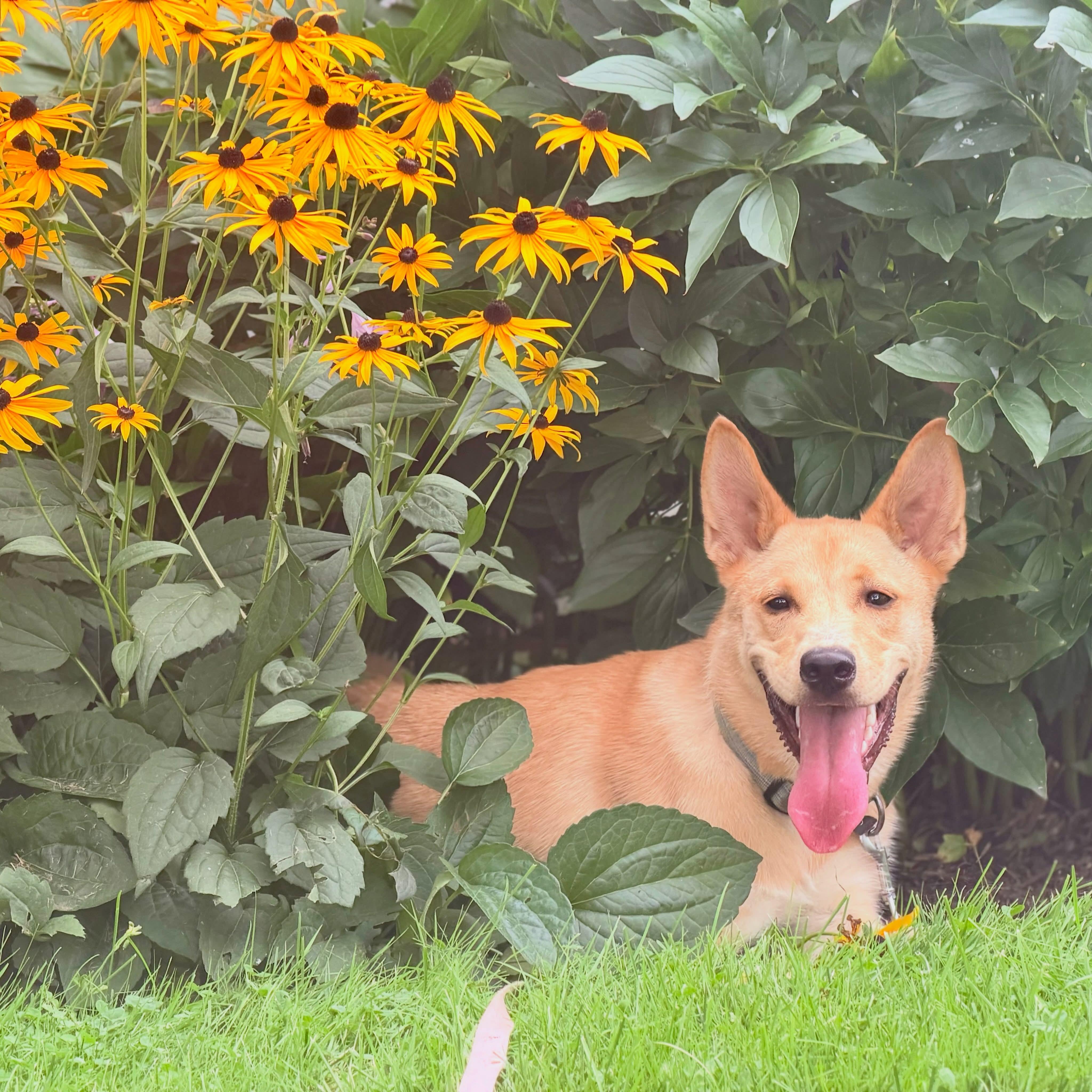 Dolly - In Mass., a ADOPTABLE mixed breed in Willington, CT image 2/6