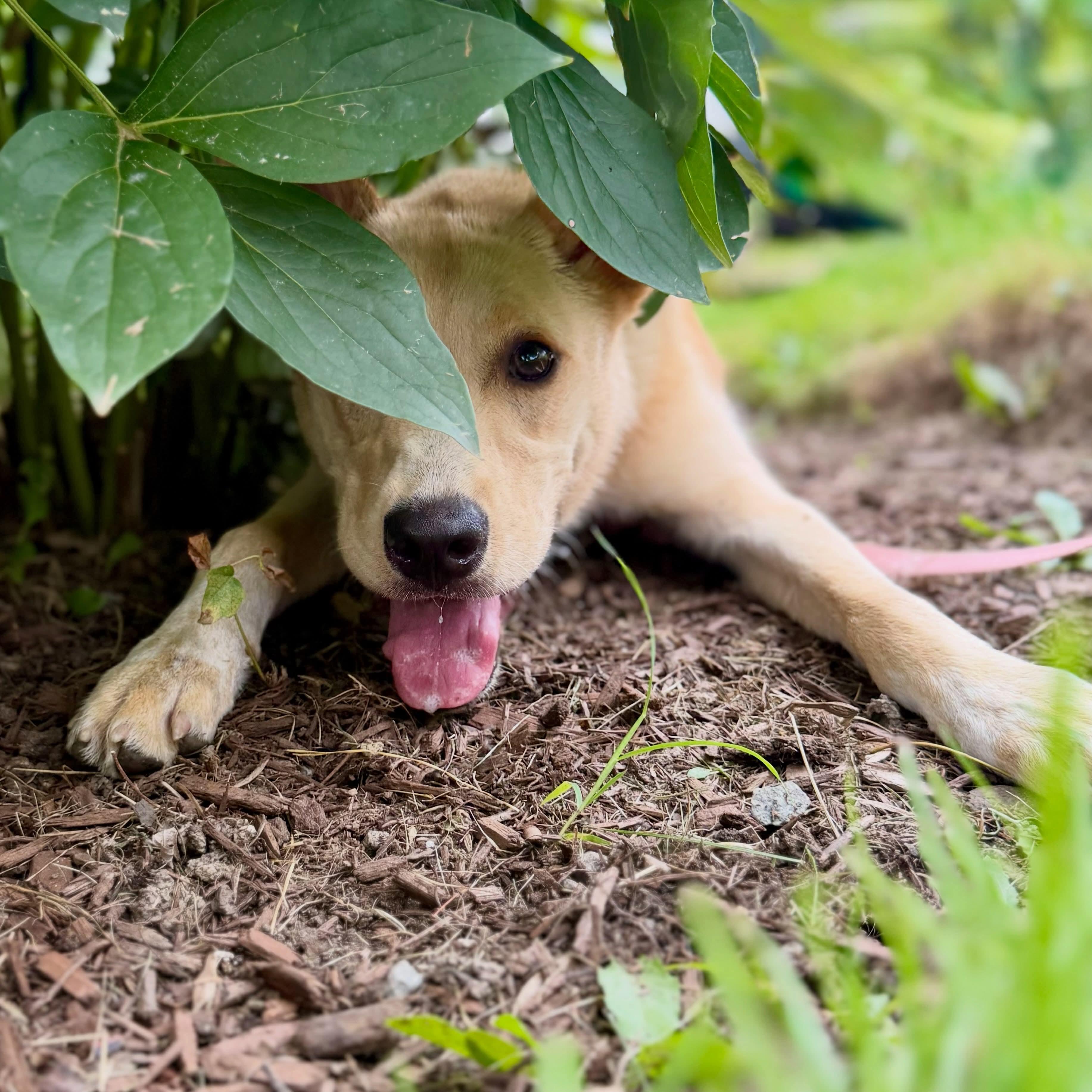 Dolly - In Mass., ADOPTABLE, Puppy Female Labrador Retriever.