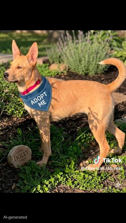 Enlarge Dolly - Urgent Foster Needed!, a ADOPTABLE mixed breed in Willington, CT video 6/6
