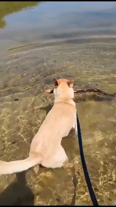 Enlarge Dolly - In Mass., a ADOPTABLE mixed breed in Willington, CT video 5/6