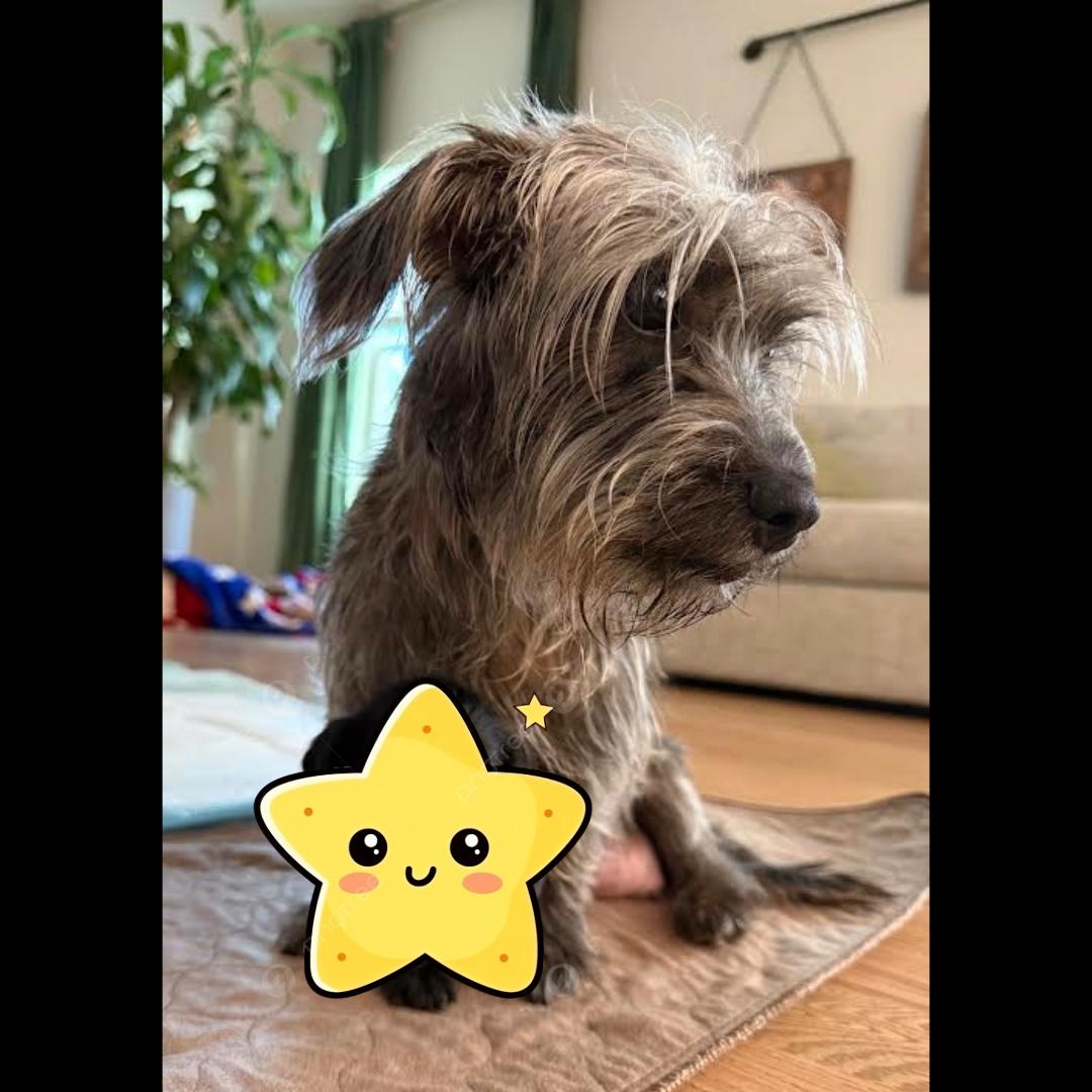 Schnitzel, ADOPTABLE, Adult Female Dachshund (Long Haired) & Cairn Terrier.